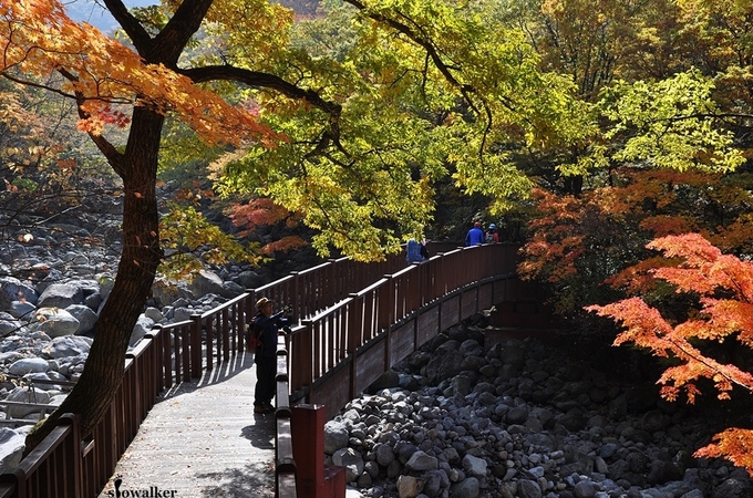 Mùa lá đỏ Hàn Quốc